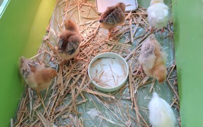 Warsztaty z kurczakami i kaczuszkami